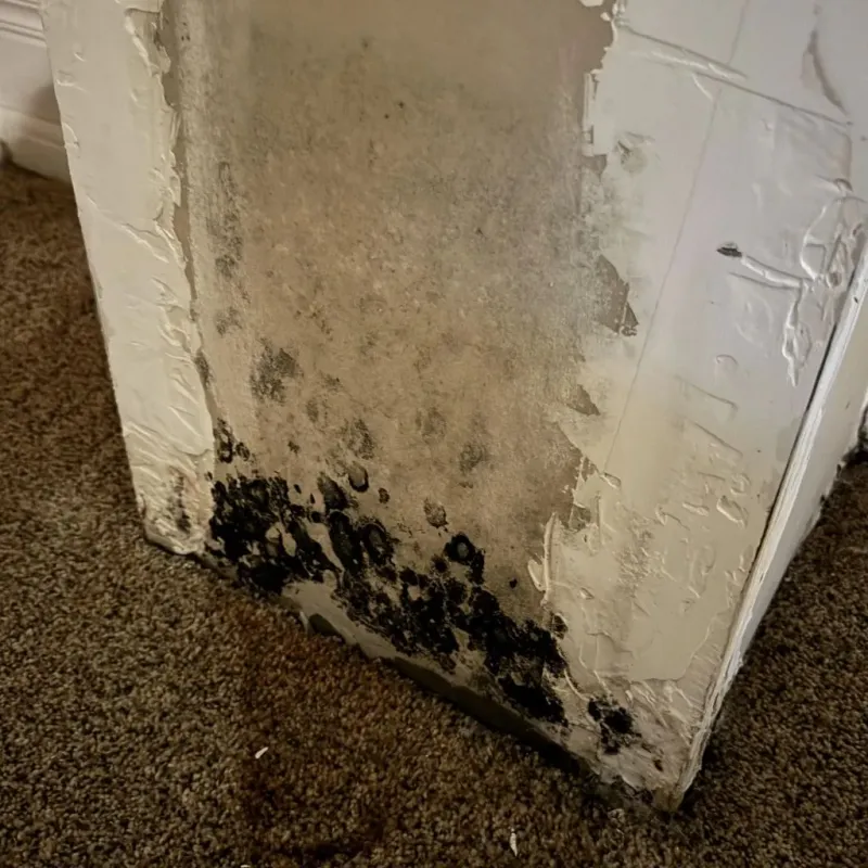 Professional Mold Removal in Fort Campbell North, KY